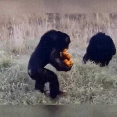 Авторы с pikabu.ru перетаскивыют свои посты на r/Pikabu :)