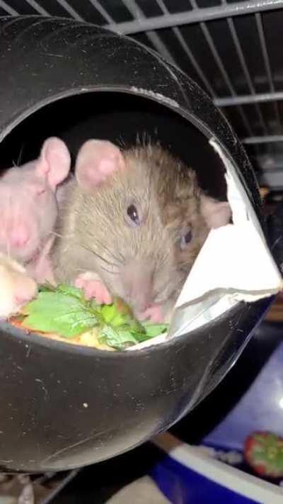 Marlene havin a pre-rain storm snack