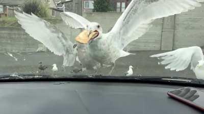 McD Apple Pie down the gullet