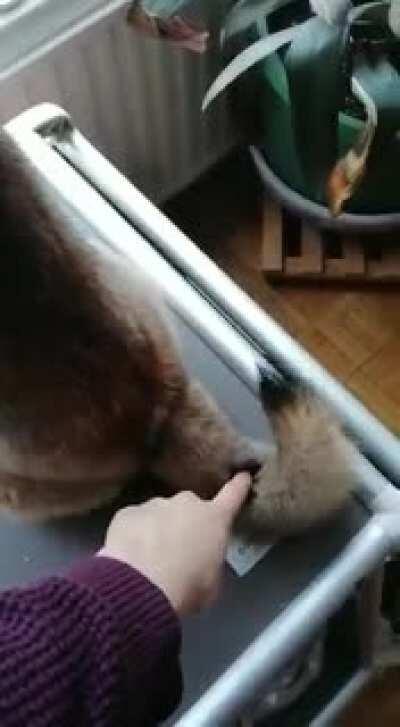 Found the tail curling button!