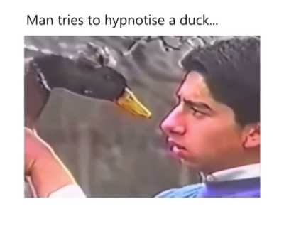 Duck
