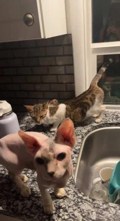 Why is my cat doing this? I'm afraid she's pregnant and my Sphinx is the baby daddy🤦🏻‍♀️