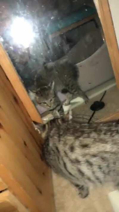 My cat, when I first got her, learning about mirrors.