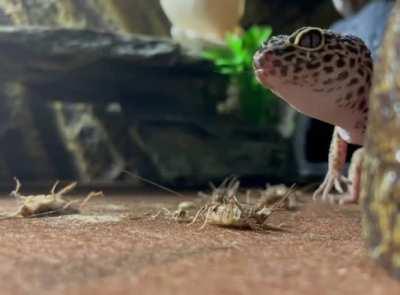 Enjoy a close up of my baby eating her dinner. A fierce predator.