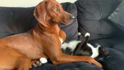 Pearl just won’t let Norm go