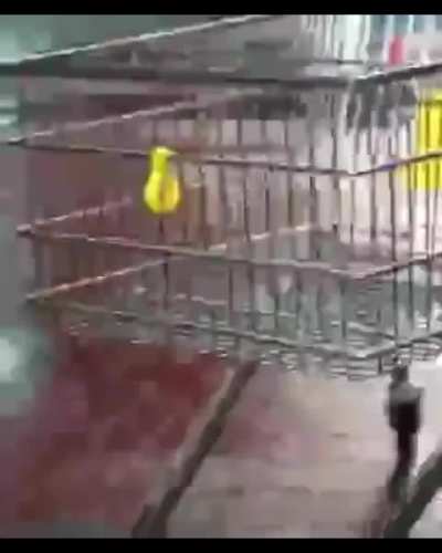 I sent this video through email 1000 times