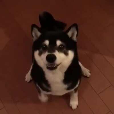 Doggo can’t control his excitement!