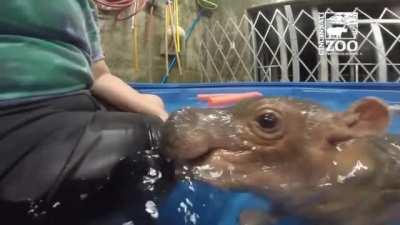 Hippo Attack