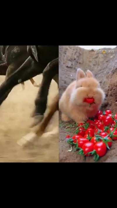 Bunnethor, steward of Gondhare