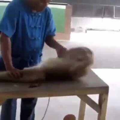 Macacolol malhando pra bater no keio