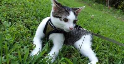 Harness Training the Kitty - Day Two