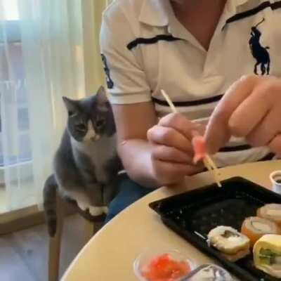 Cat Wants Some Sushi