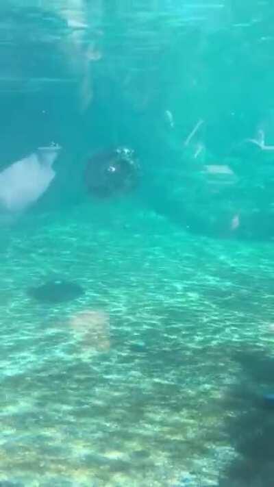 round baby I saw at the zoo back in March :3