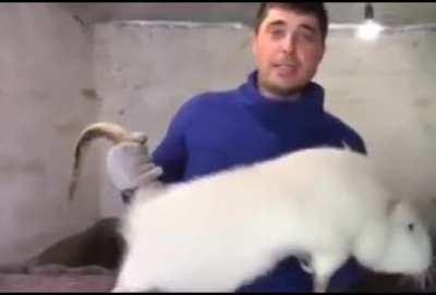 this rat is bigger than a cat