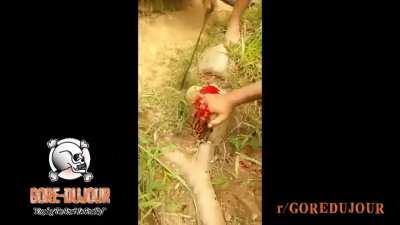 1 TONGUE, 1 THUMB & 4 FINGERS!