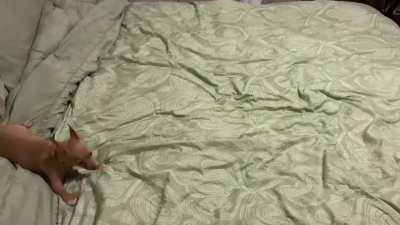 Not quite ready for bedtime