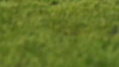 Intense battle between 2 HUGE Brown Bears ( Full HD )