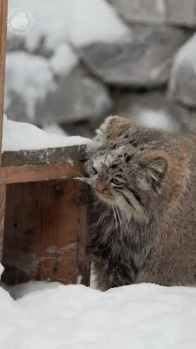 Manul Playful