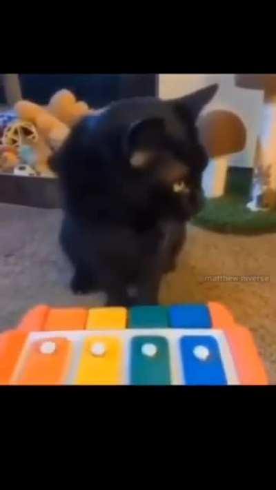 truly talented wunkus 