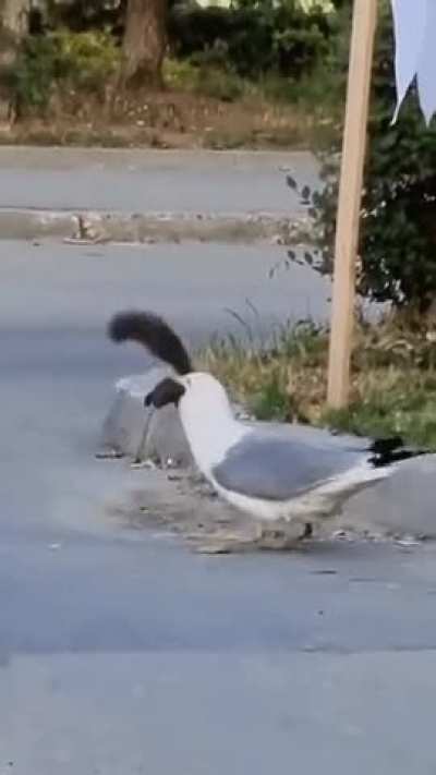 Seagull chokes down a Black Squirrel snack.