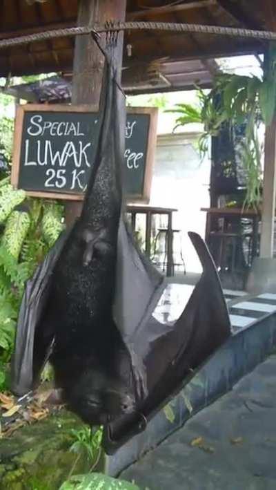 the size of this bat who apparently doesn't like to be recorded