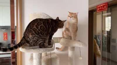 They both strong males but this is how they fight...