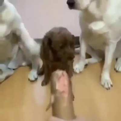 Labradors being snitches