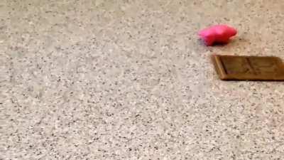 Baby armadillo loves hugging his toy.