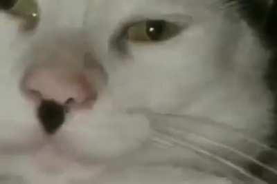 hitler cat