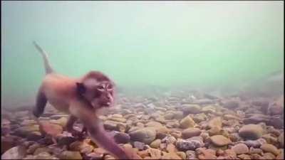 Iranians swimming to Europe