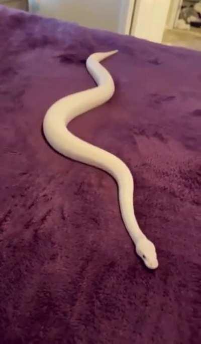Snake just vibing out to the feels of a blanket
