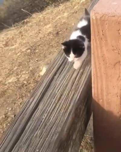 Smol criminal fleeing arrest