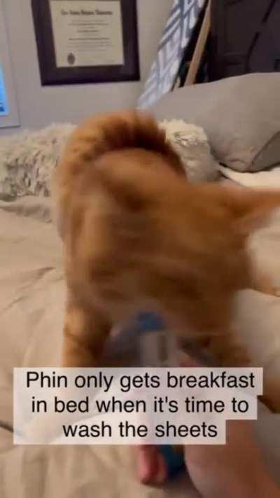 How many cells you think this got?