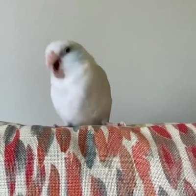 Wiggle wiggle wiggle neck