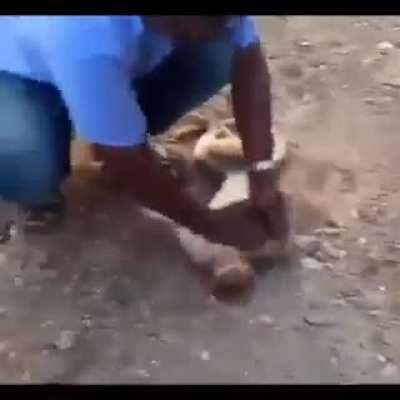 Those moments when a taxi driver in India managed to resuscitate a monkey attacked by dogs by performing CPR and artificial respiration. See how happy he becomes in the end.