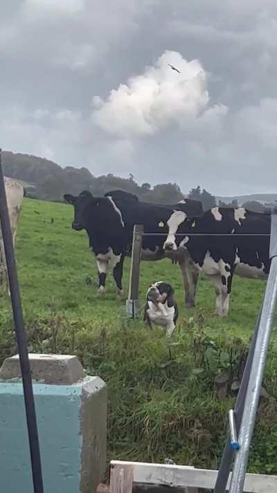 Laura just trying to fit in