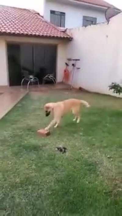 Construction site assistant??