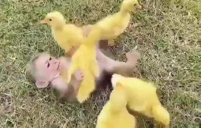 peacefully calming monke with 🦆s are vibin'