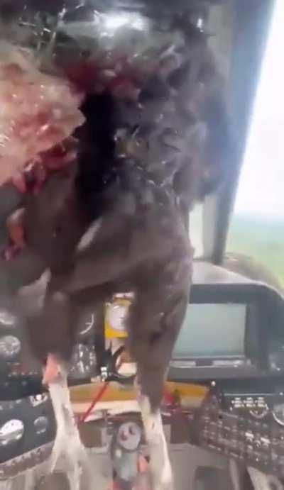 turkey flies into plane