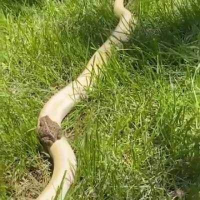 SIck FuCK refusES to Pay His UBer DRIvEr