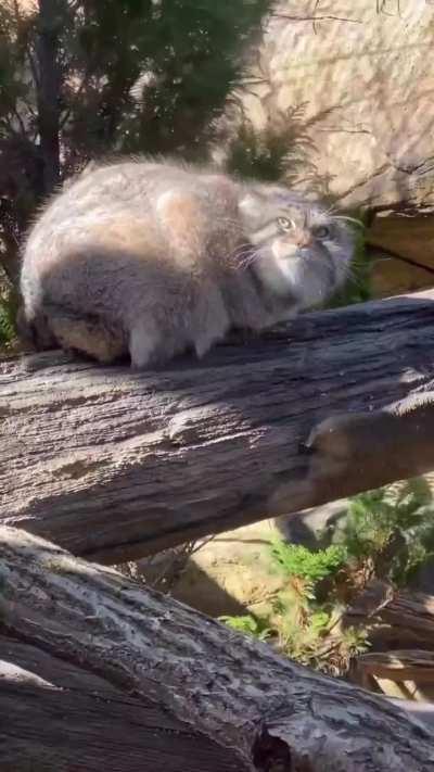 Floofy boi on a windy day