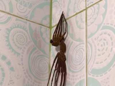 A spider is shedding its skin. Something that takes place all the time within your own four walls. Credit to u/muskroomps