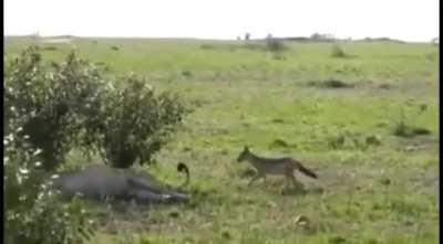 🔥 Even nature got jokes, a lion gets its tail bitten and is clueless who did it.