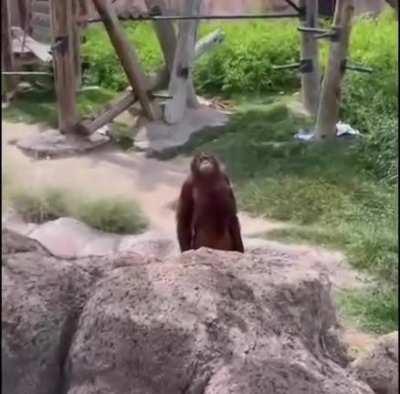 Orangutan lord seeks tribute. Pay apple or die.