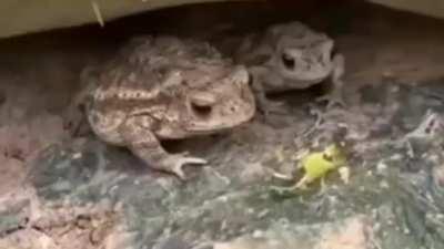 Frog vs bug