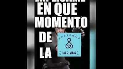 Finalmente, perros V E G A N O S