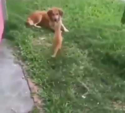 Cat Deployed. Target Neutralized