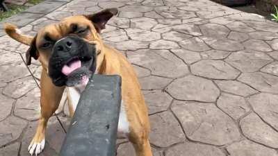 Tough to get my yard work done with this derp around.