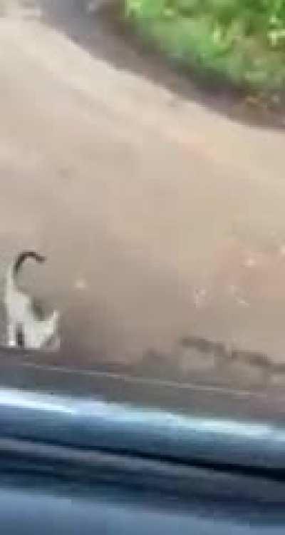 Loud kitten jumps into friendly motorist's car, gets adopted and brought to new home.