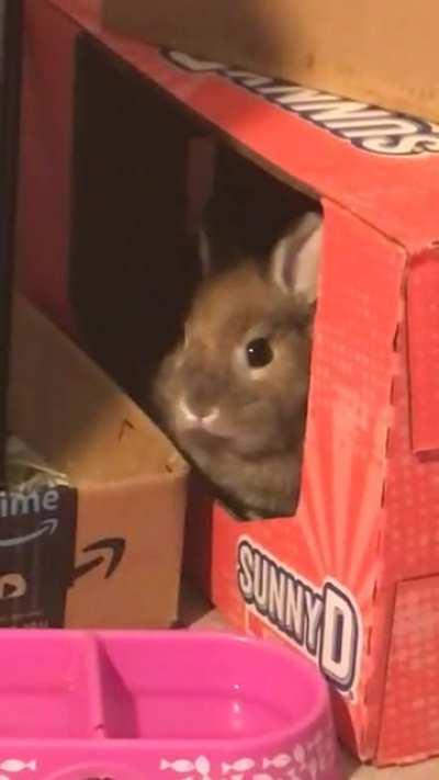 Silently judging while eating from my hideout